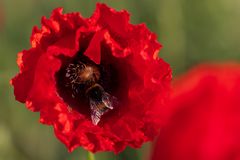 Mohn