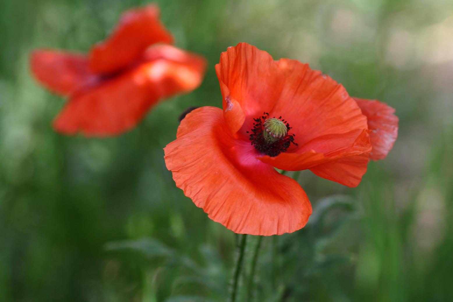 Mohn