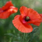 Mohn