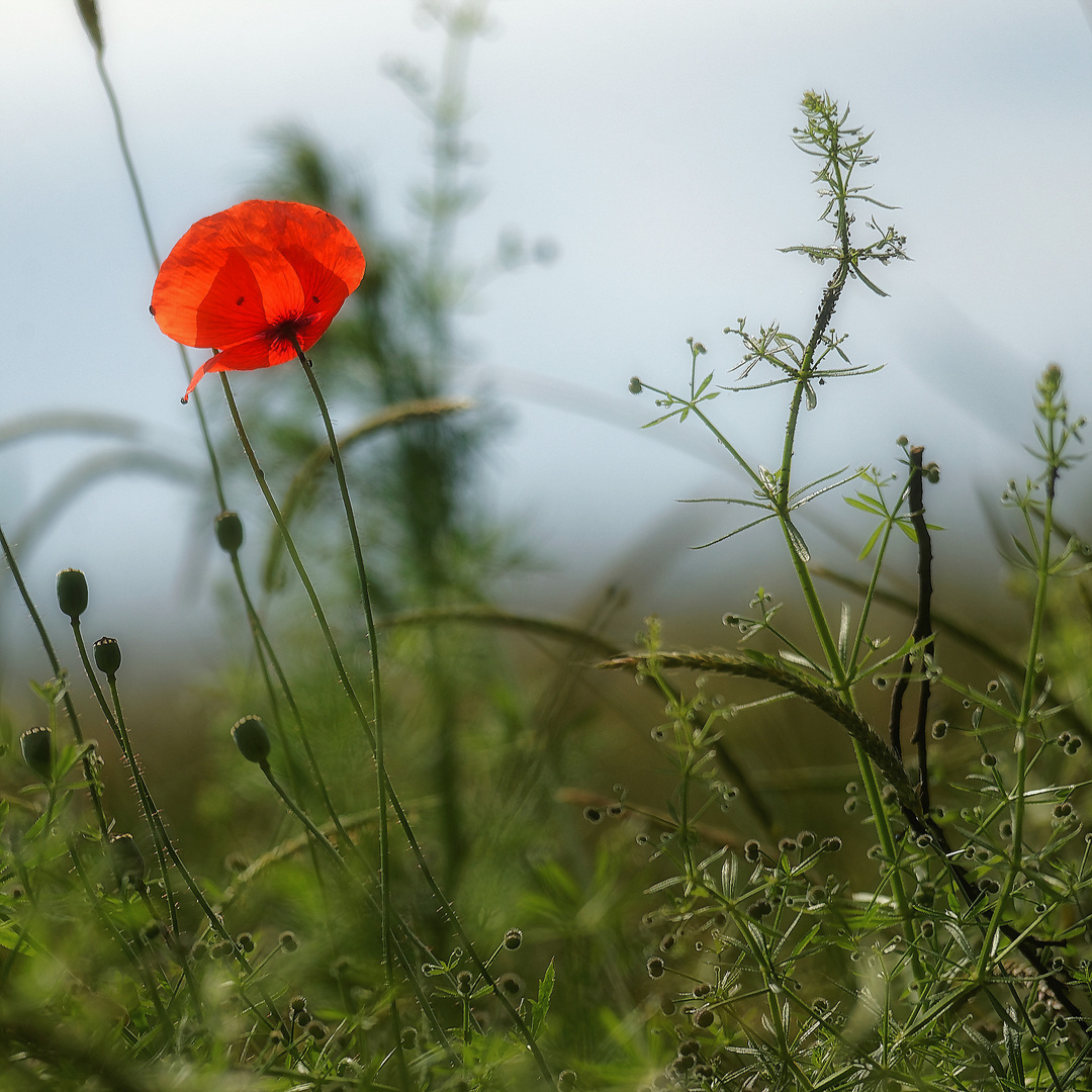 Mohn