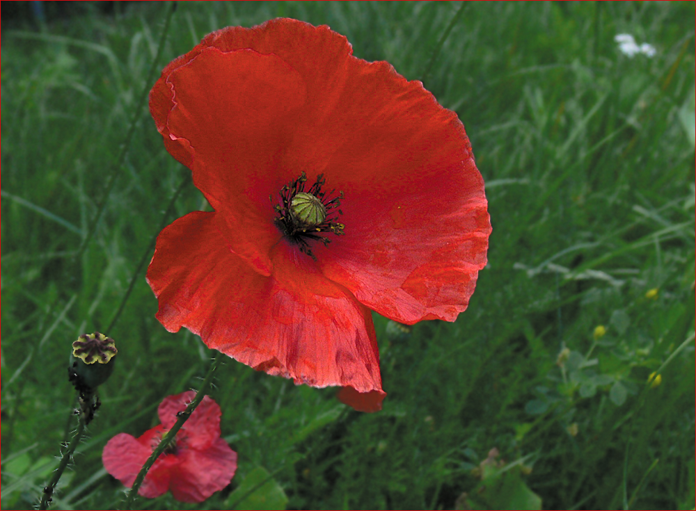 Mohn