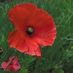 Mohn