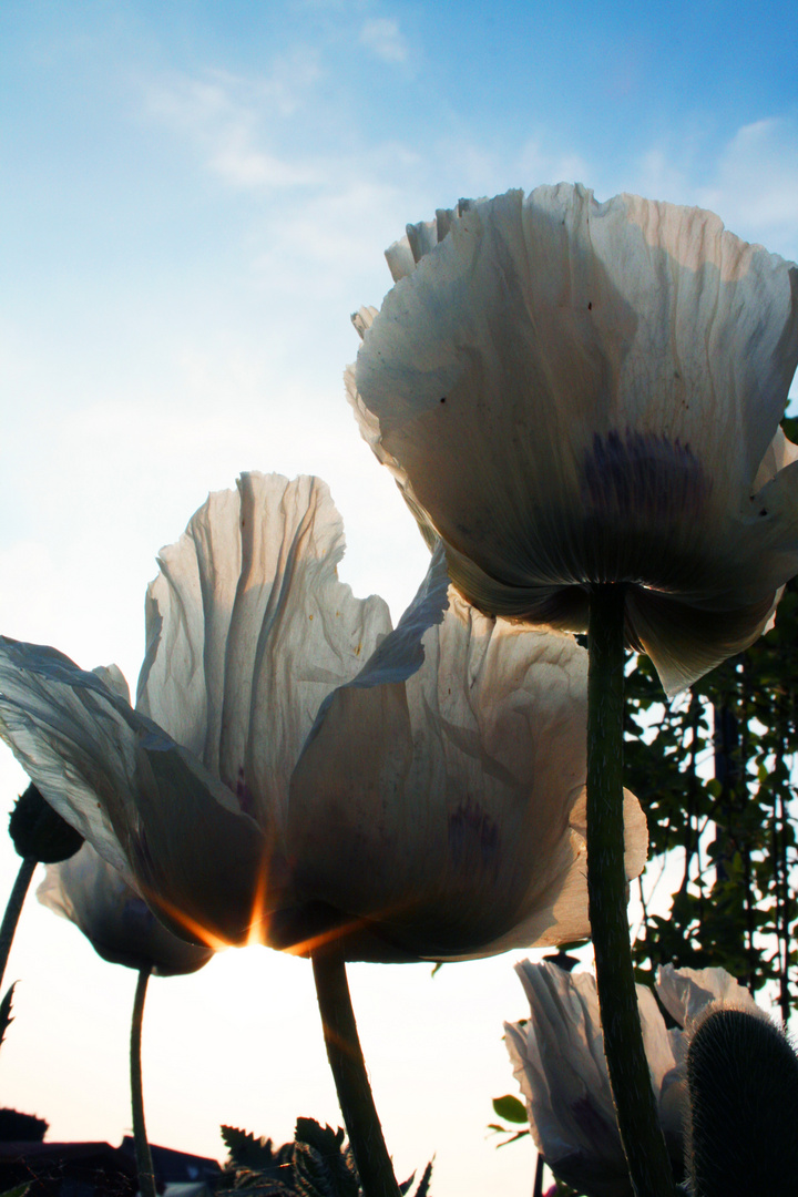 Mohn