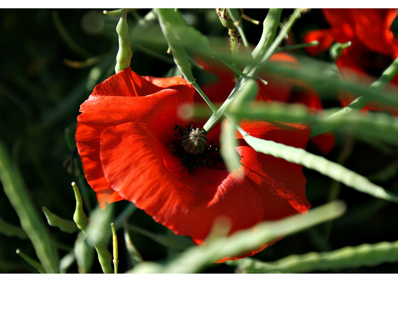 Mohn