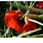 Mohn