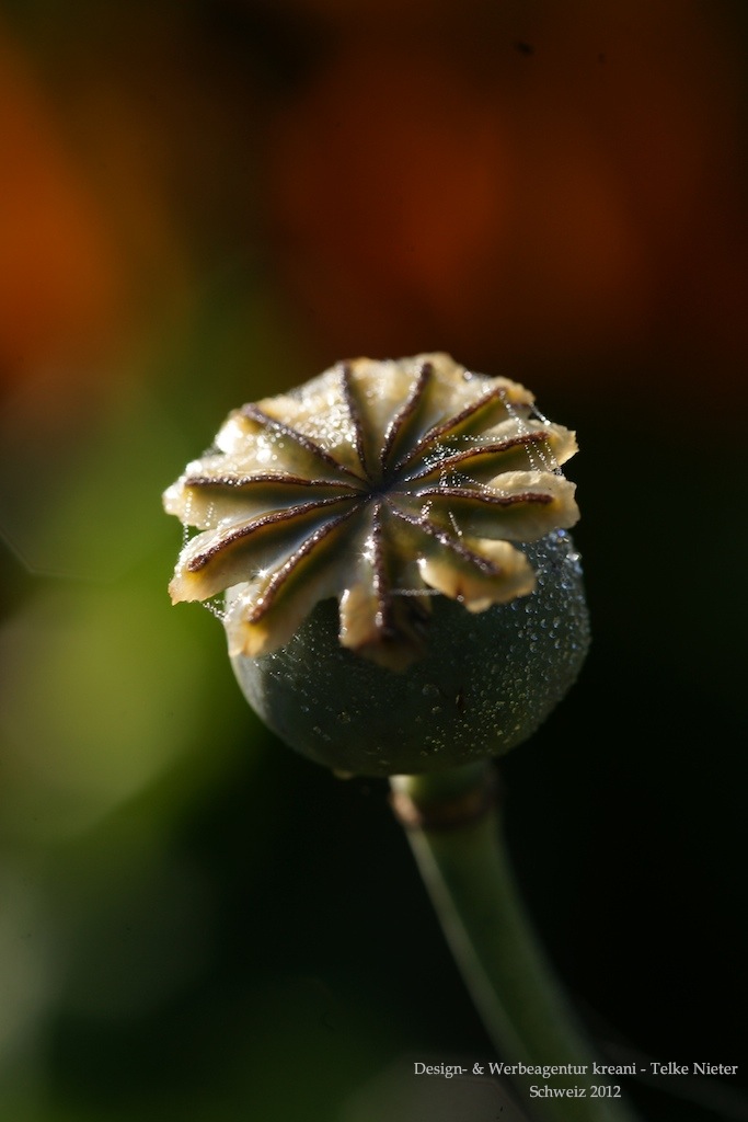 Mohn