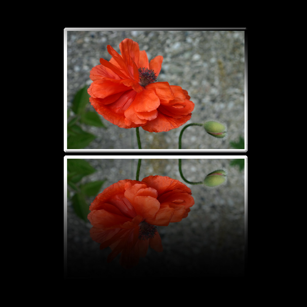 Mohn