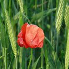 Mohn