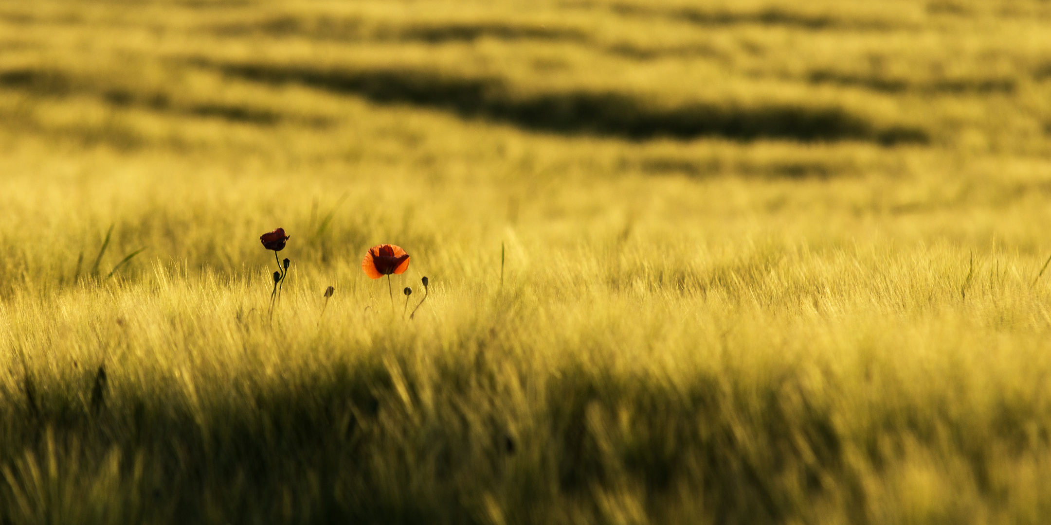 Mohn