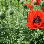 Mohn