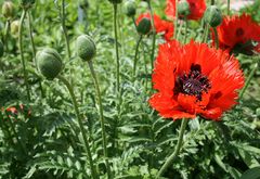 Mohn