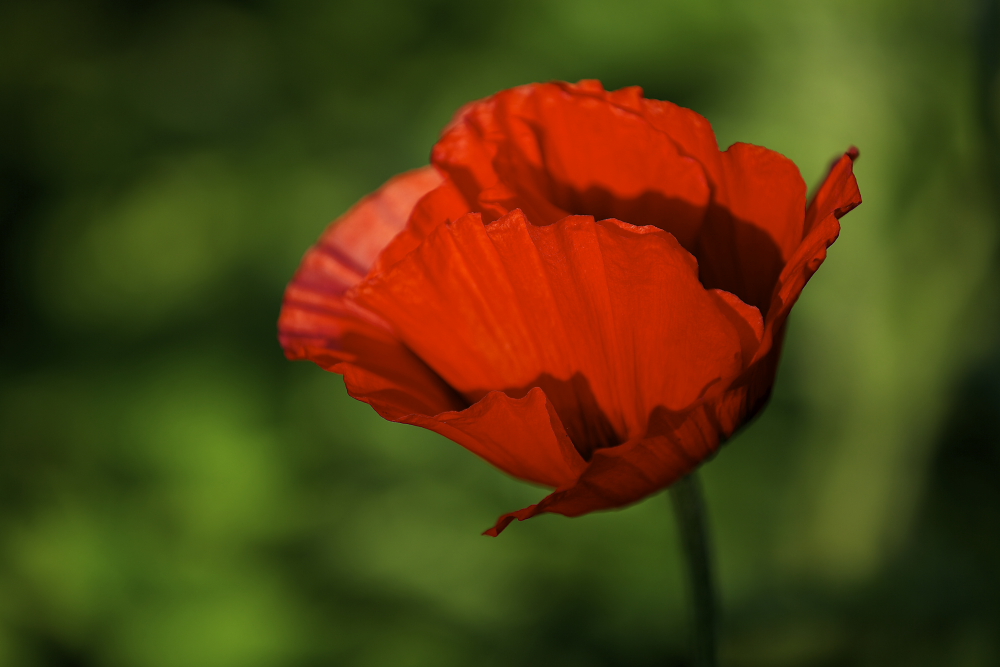 Mohn (29)