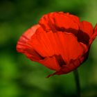 Mohn (29)