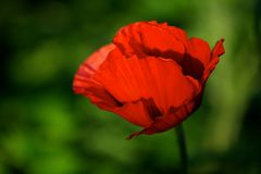 Mohn (29)