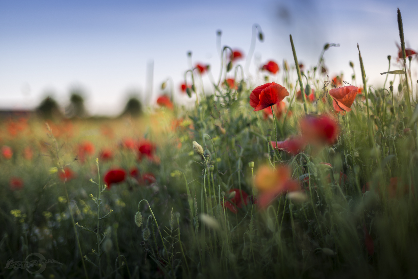 Mohn