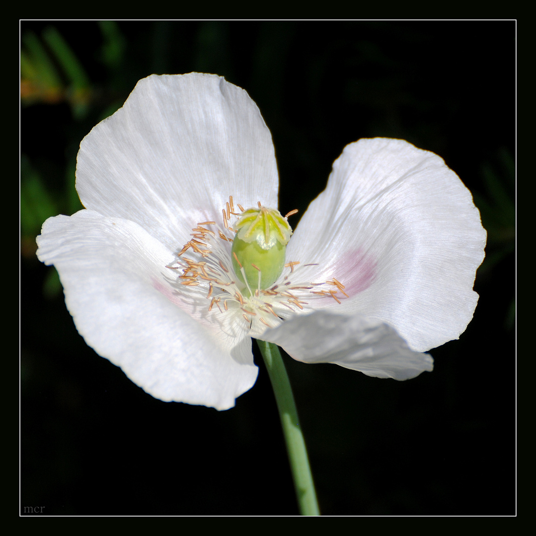 Mohn