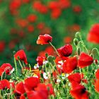 Mohn