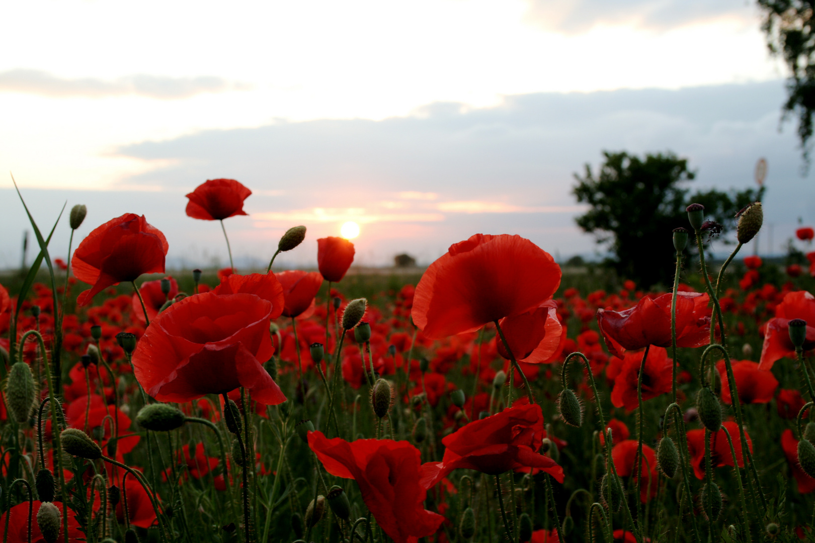 Mohn