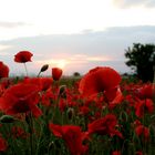 Mohn