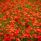 Mohn