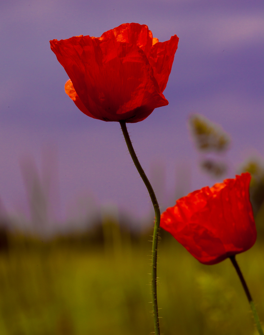 mohn