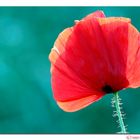 Mohn