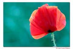 Mohn