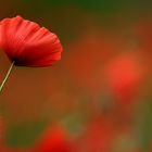 Mohn ....