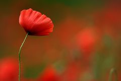 Mohn ....