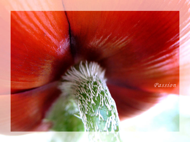 Mohn