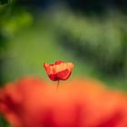 Mohn 