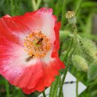 Mohn 