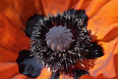 Mohn