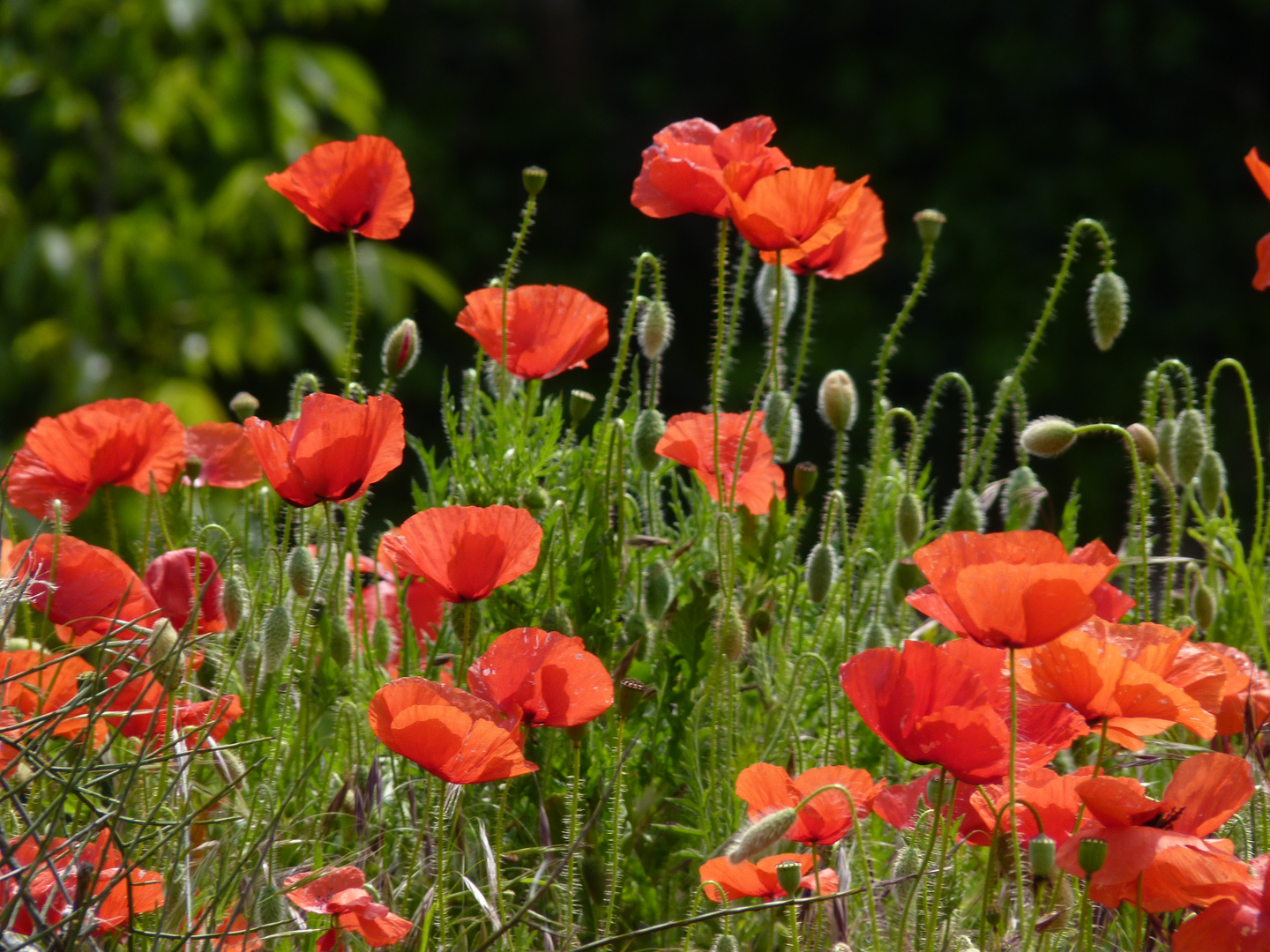 Mohn