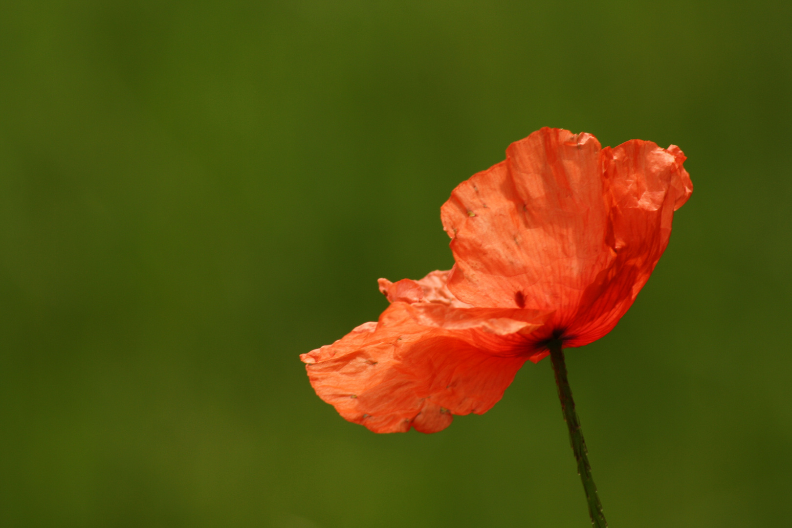 Mohn