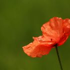 Mohn