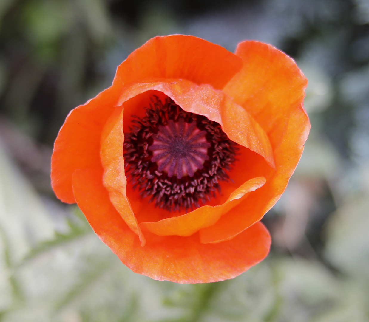 Mohn