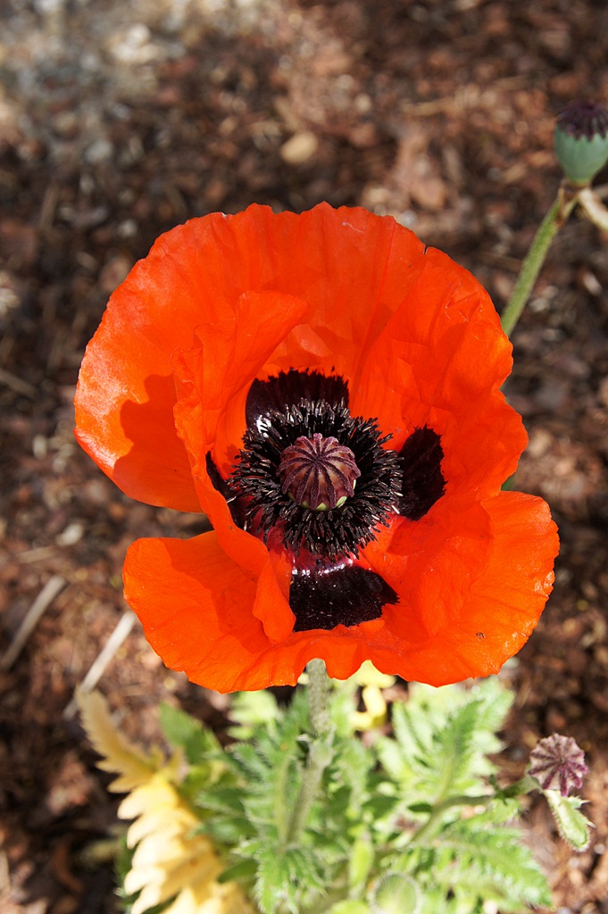 Mohn