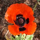 Mohn