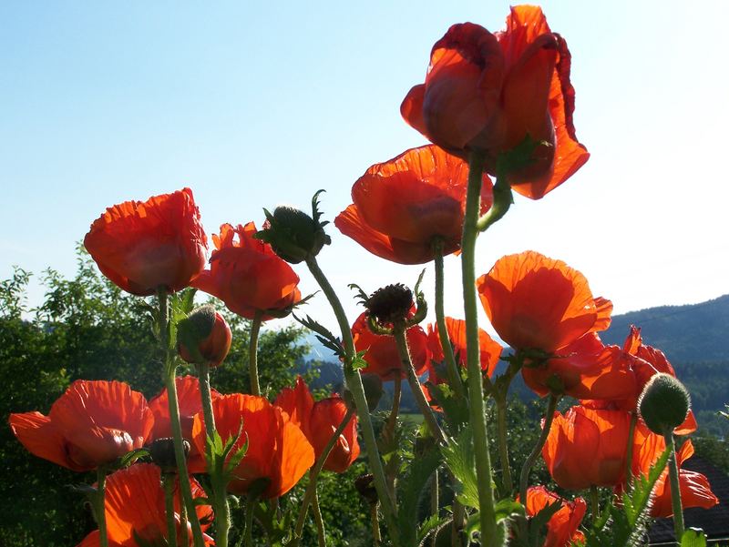 Mohn