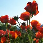 Mohn