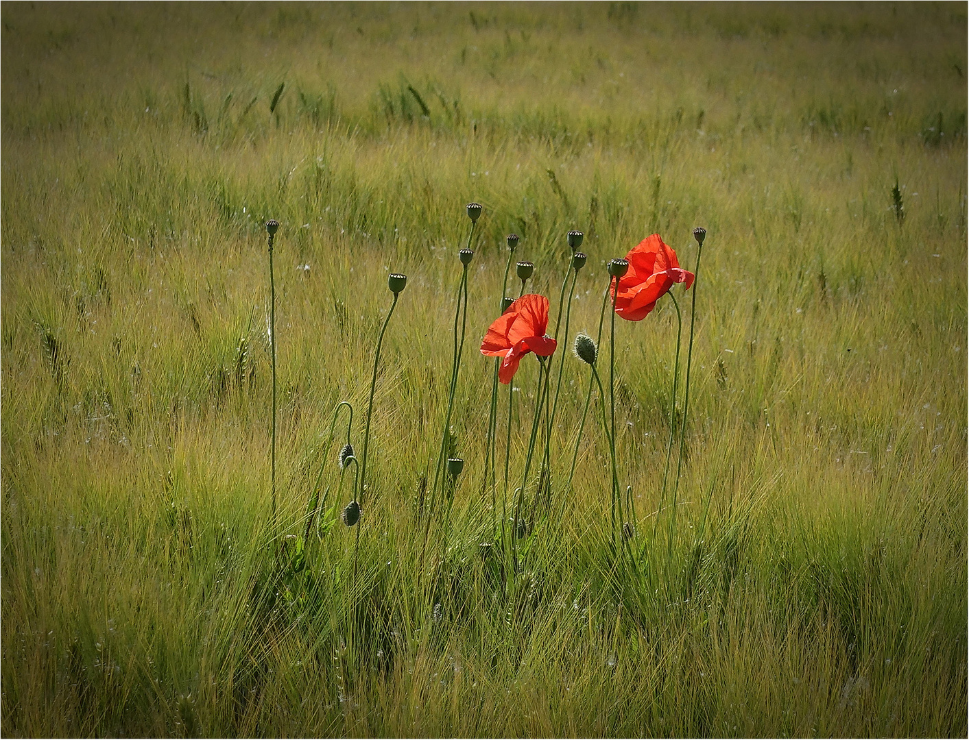 Mohn...