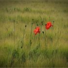 Mohn...