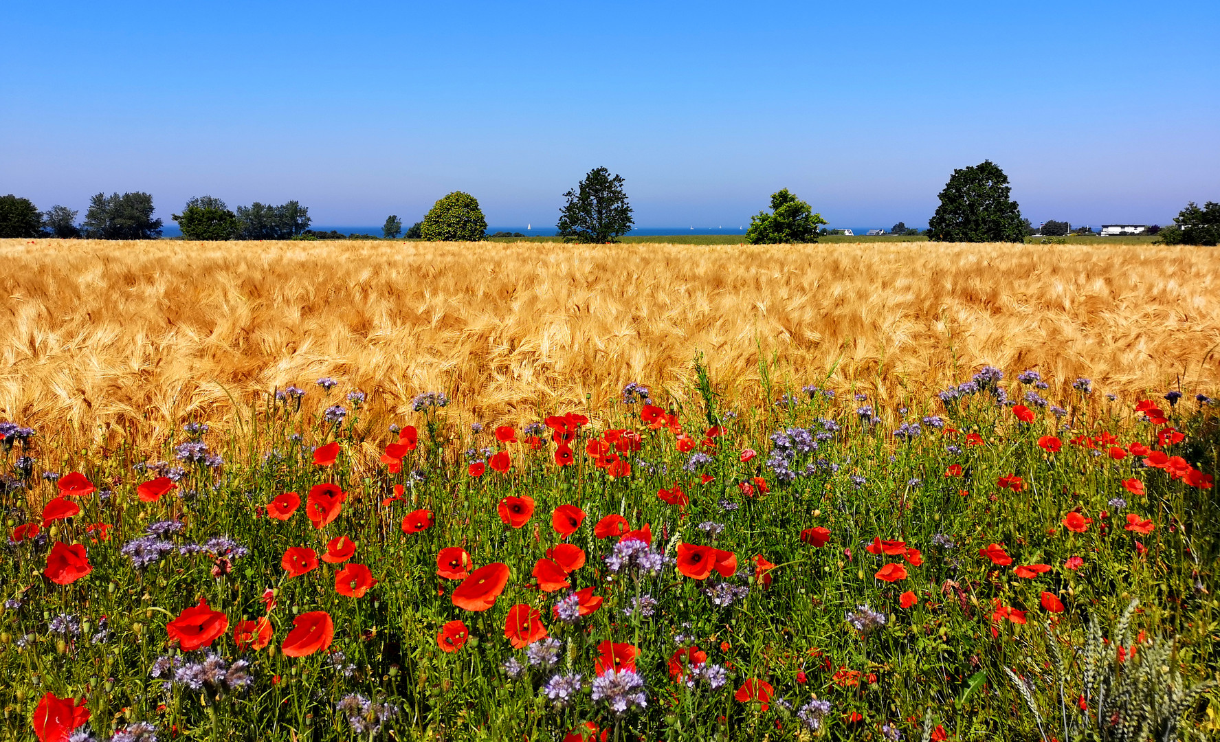 Mohn