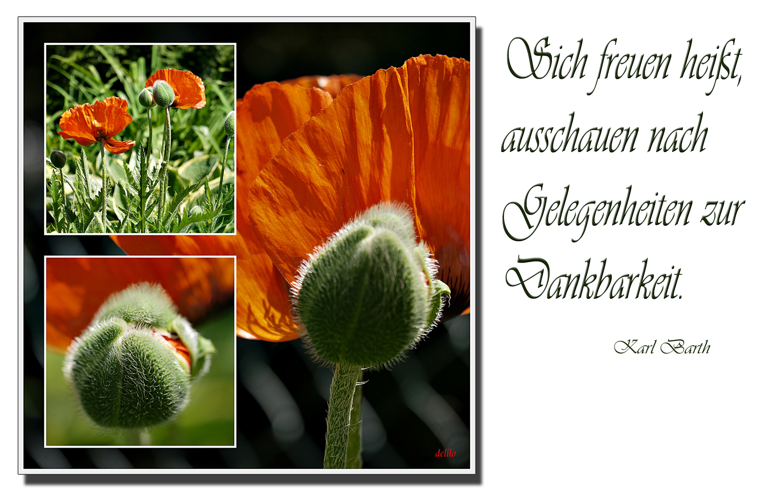 Mohn