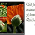 Mohn