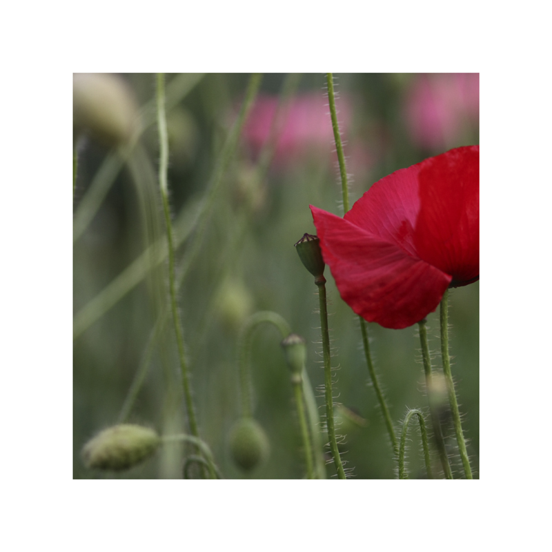 MoHn