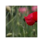 MoHn