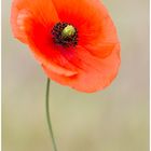 Mohn