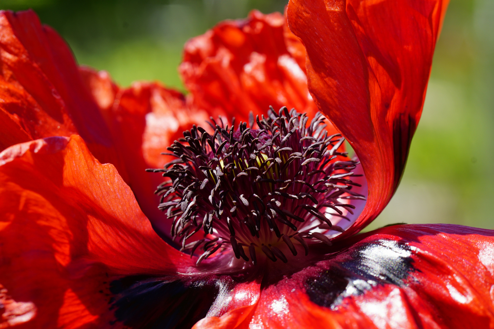 Mohn